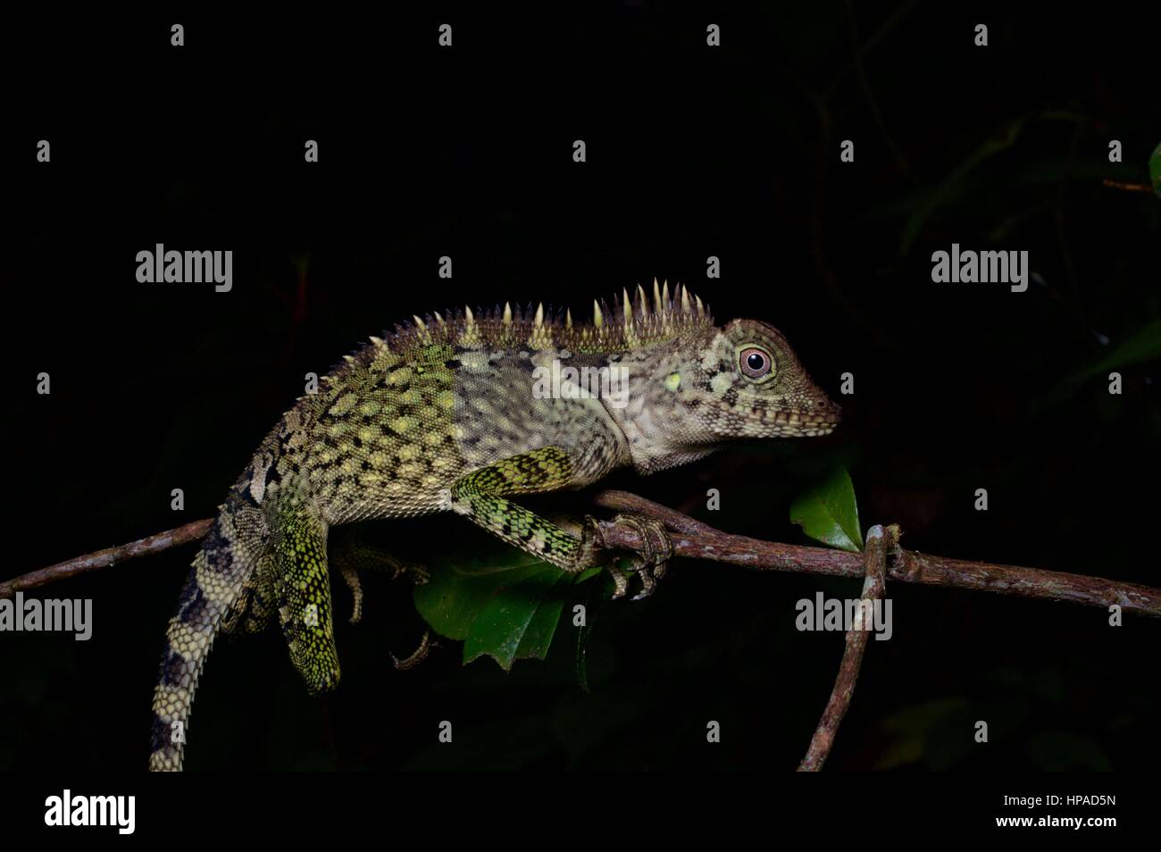 A Bell's Angle-headed Lizard resting at night in Fraser's Hill, Pahang, Malaysia Stock Photo