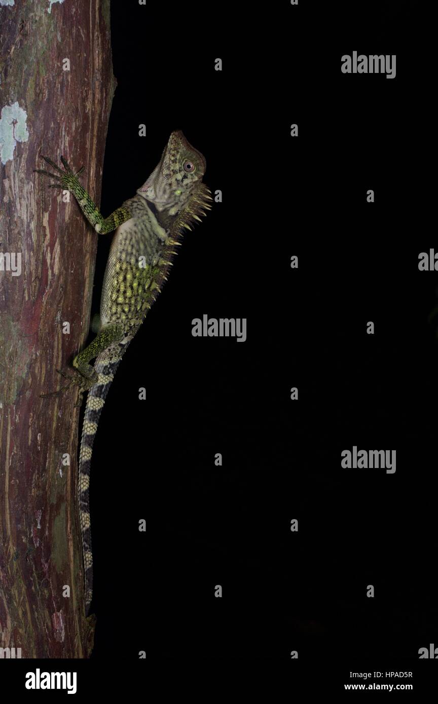 A Bell's Angle-headed Lizard at night in Fraser's Hill, Pahang, Malaysia Stock Photo