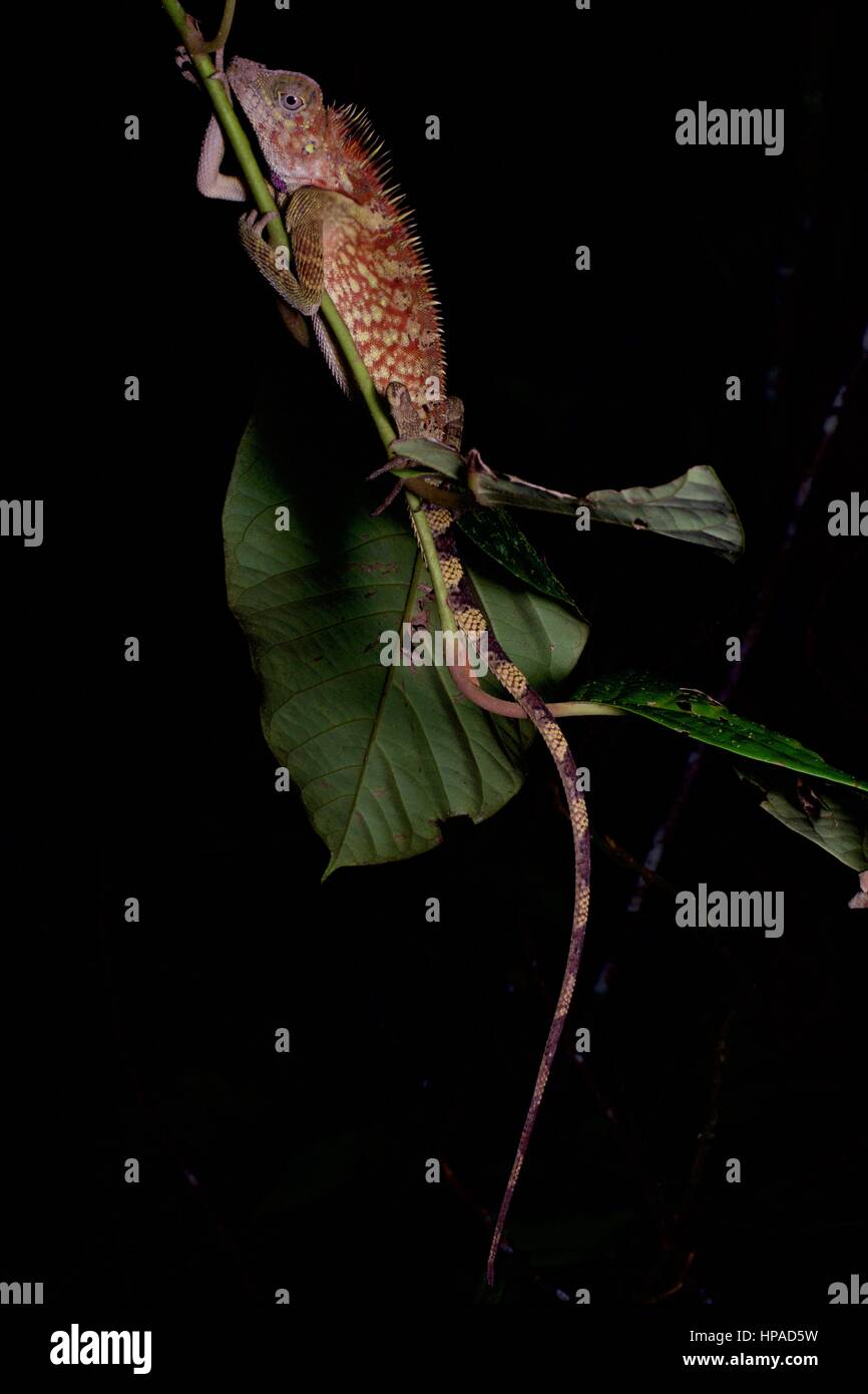 A Bell's Angle-headed Lizard resting at night in Fraser's Hill, Pahang, Malaysia Stock Photo