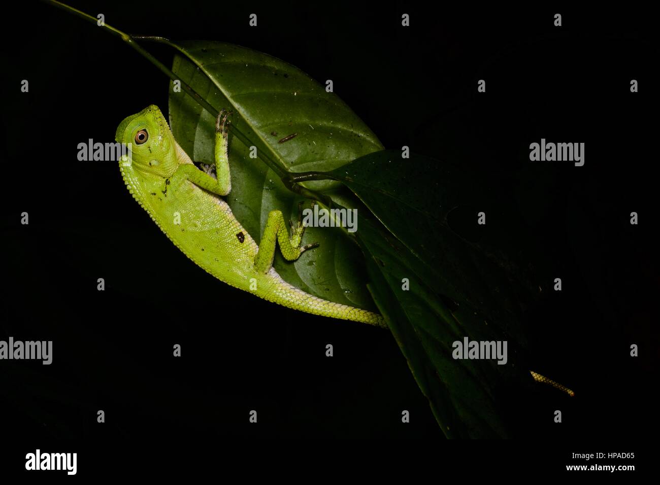 A colorful Doria's Anglehead Lizard in the rainforest at night in Santubong, Sarawak, East Malaysia, Borneo Stock Photo