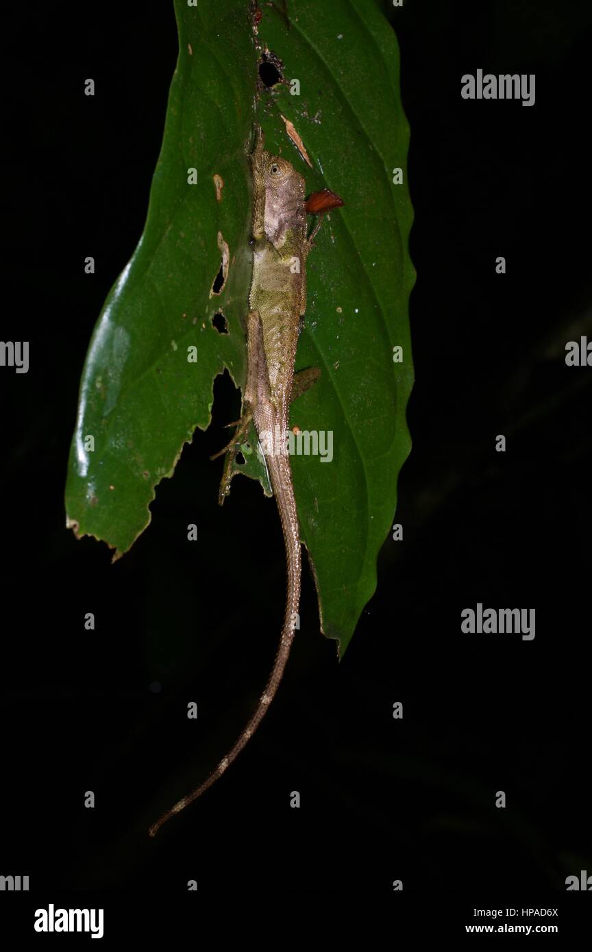 A Dusky Earless Agama (Aphaniotis fusca) sleeping on a leaf in the Malaysian rainforest at night Stock Photo