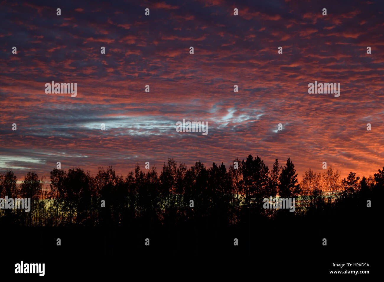 Northern Forest Silhouette Against Dramatic Sunset Stock Photo - Alamy