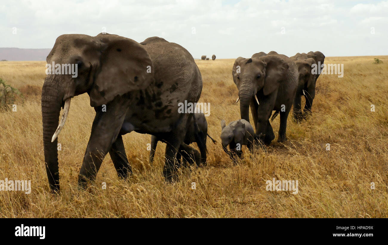 A small elephant family Stock Photo - Alamy