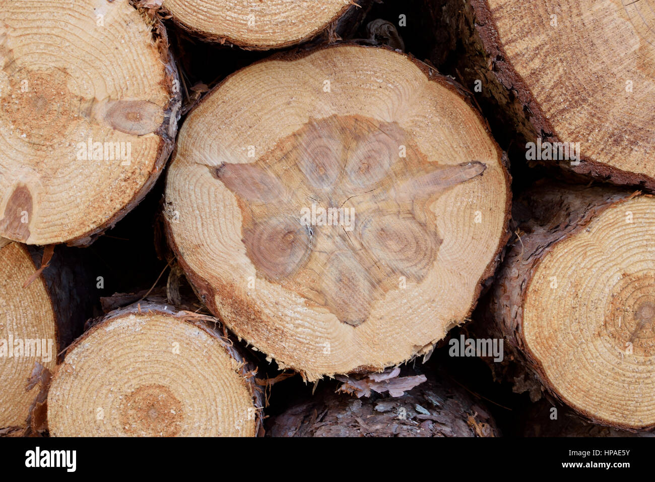 Closeup of Norway Pine (Pinus resinosa) Bolts Stock Photo