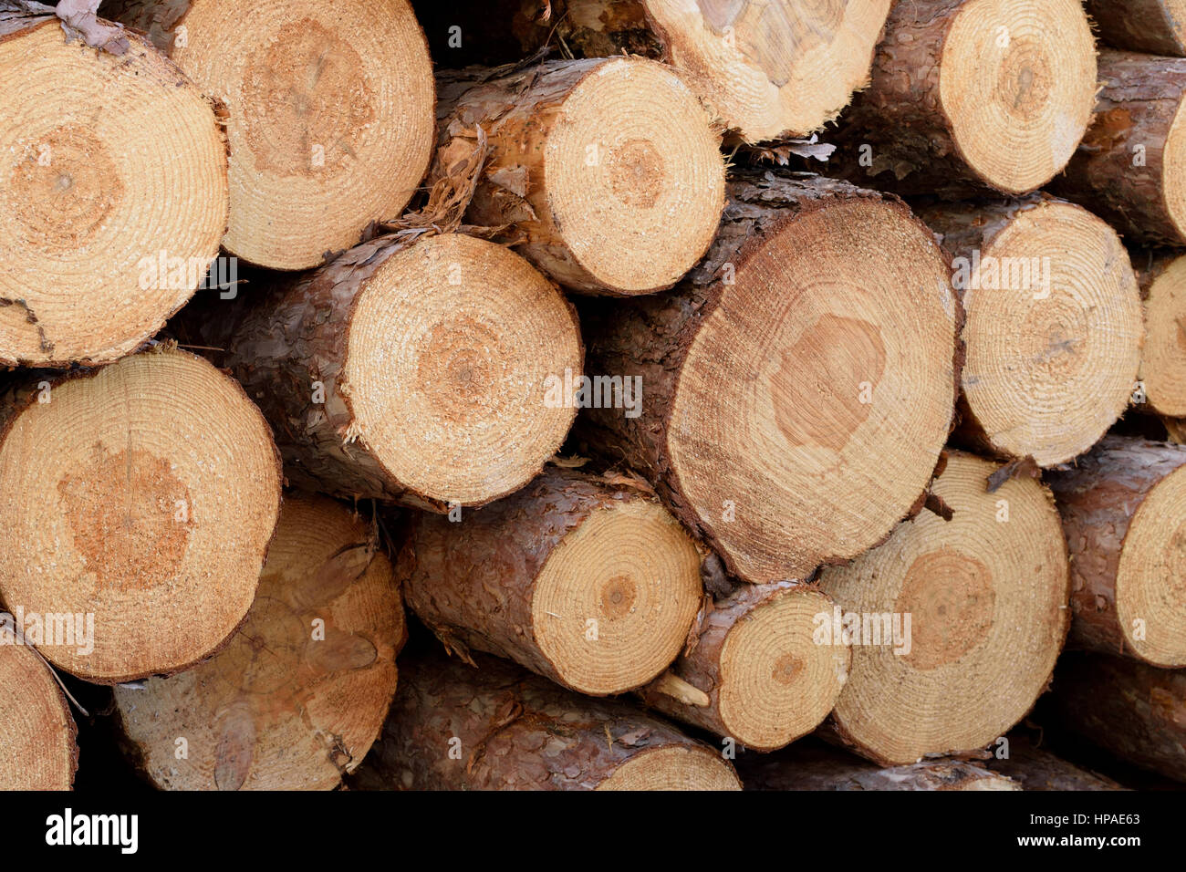 Detail of Norway Pine (Pinus resinosa) Pulp Stock Photo