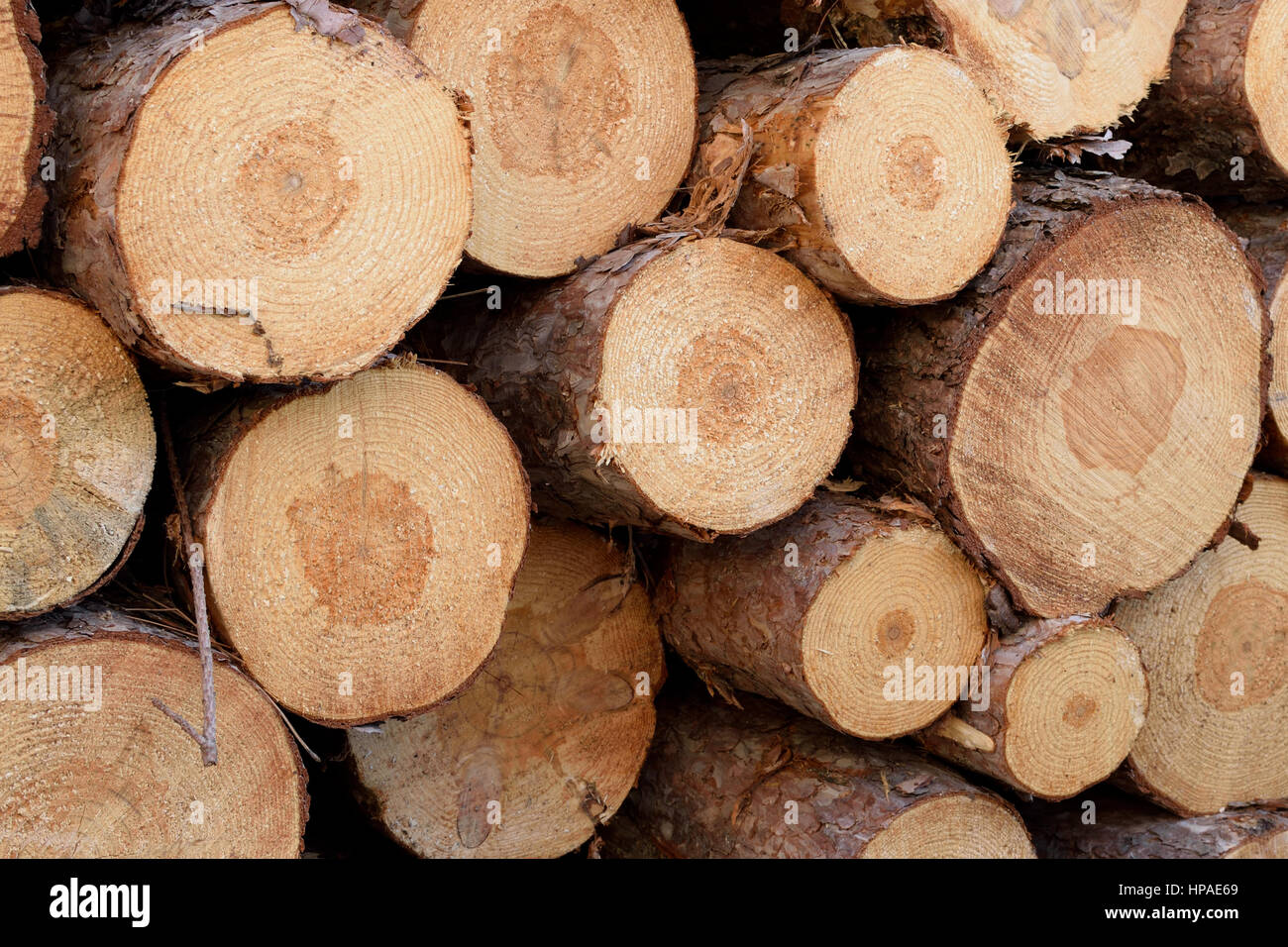 Closeup of Piled Red Pine (Pinus resinosa) Pulp Stock Photo