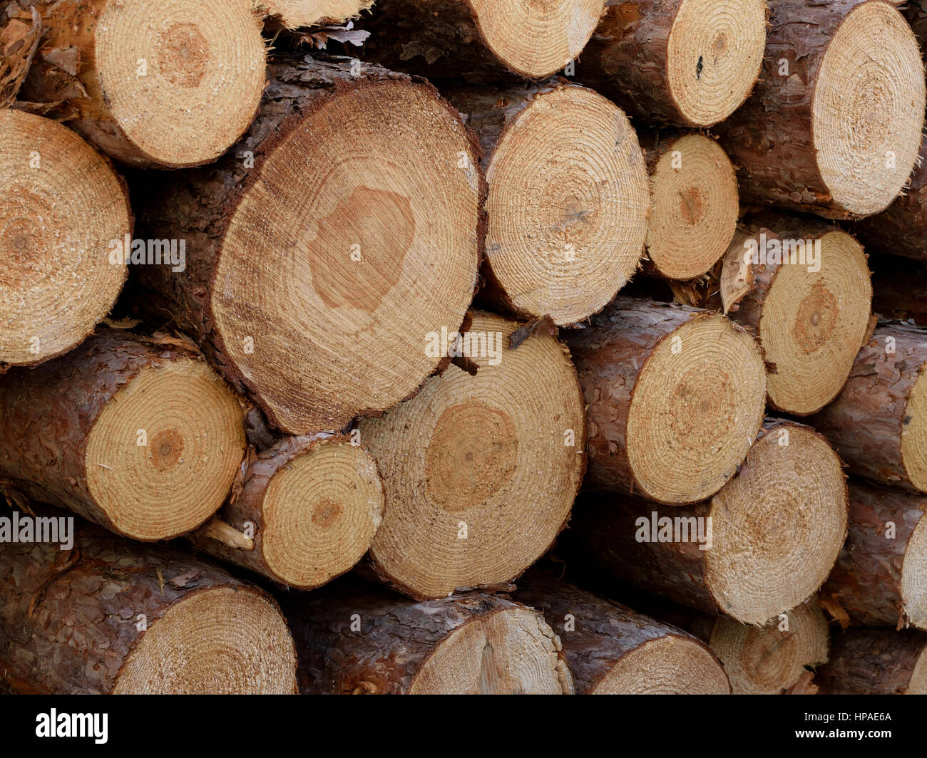Norway Pine (Pinus resinosa) Log Detail Stock Photo