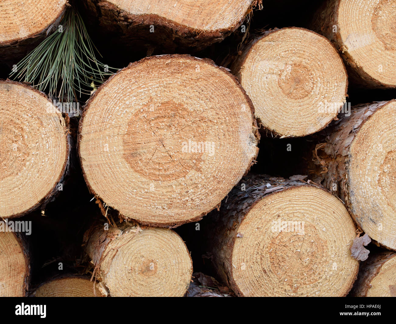Freshly Cut Red Pine (Pinus resinosa) Stock Photo