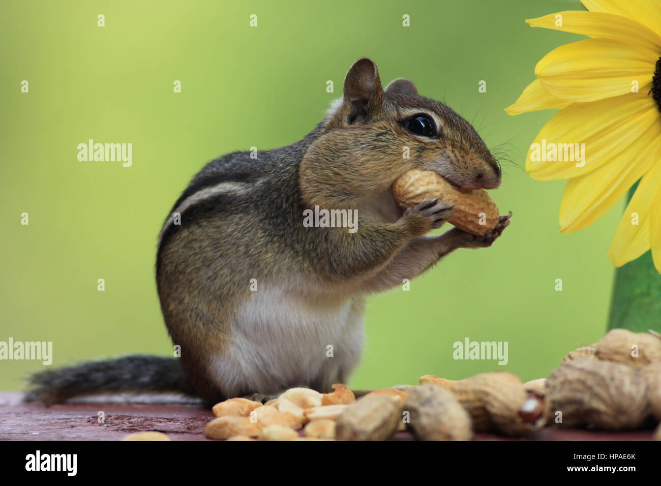 Adorable Eastern Chipmunk loves to eat peanuts and stands next to a lemon sunflower with a beautiful green background Stock Photo