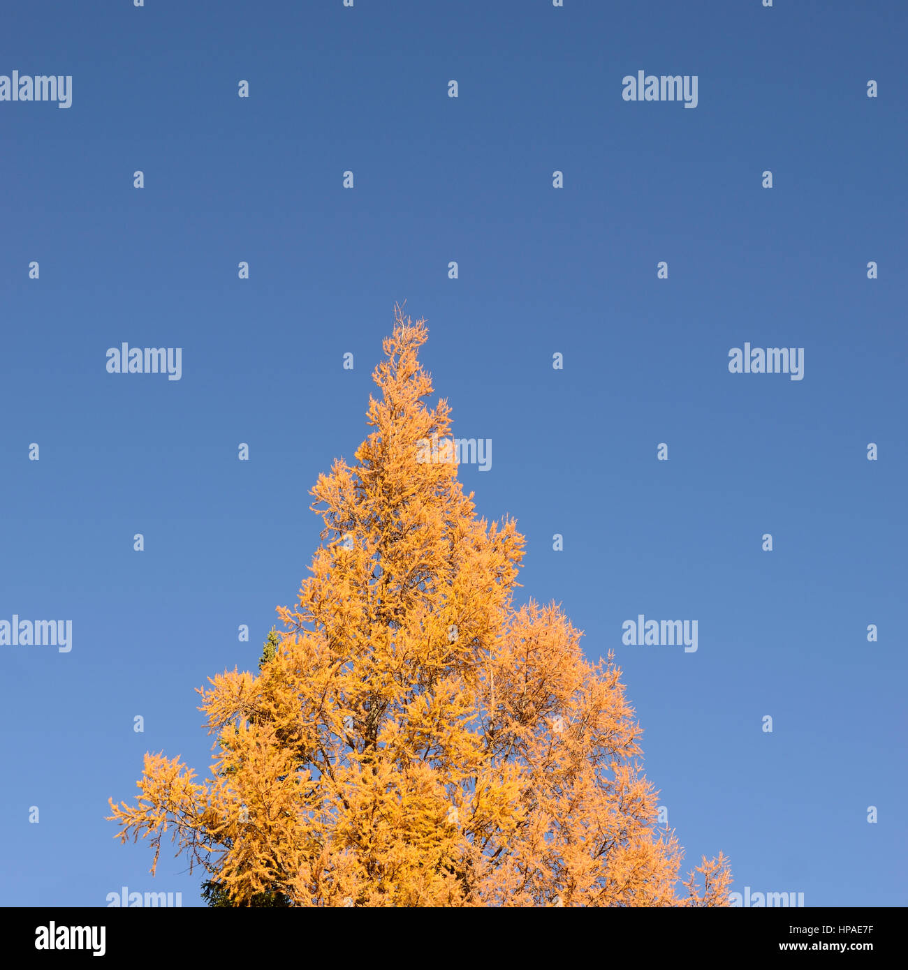 Tamarack (Larix laricina) Tree Showing Golden Fall Colors Stock Photo
