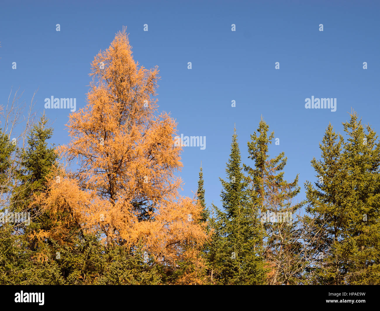 Black Spruce (Picea mariana) and Golden Tamarack (Larix laricina) Stock Photo