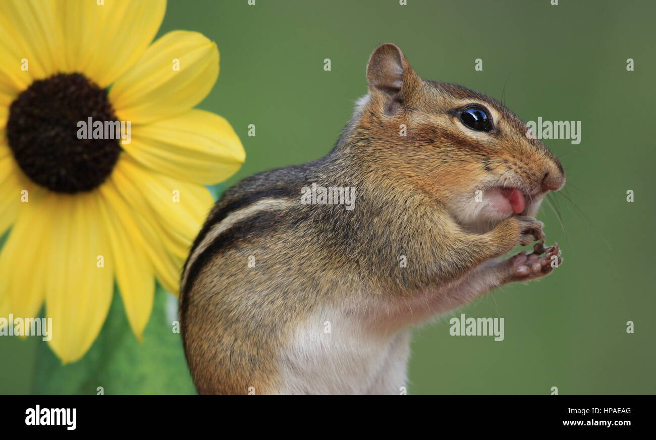 Adorable Eastern Chipmunk loves to eat peanuts and stands next to a