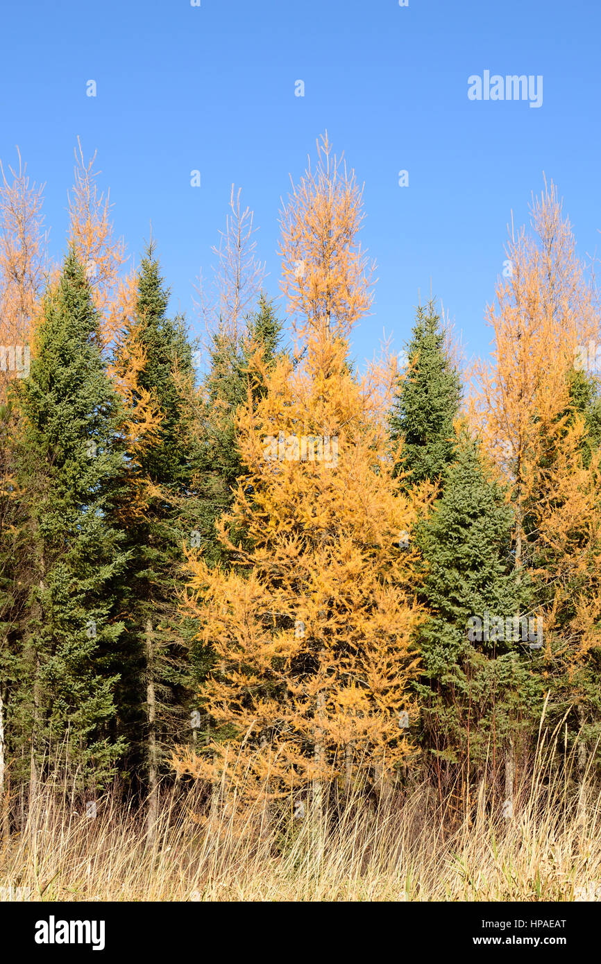 Tamarack (Larix laricina) and Black Spruce (Picea mariana) in Autumn Stock Photo