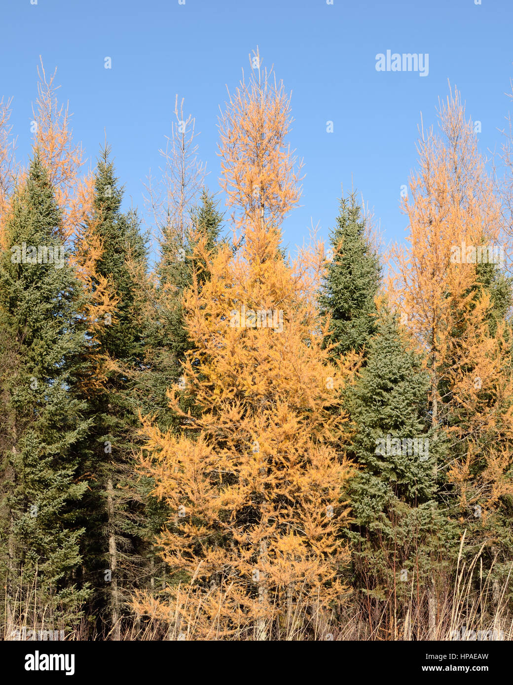 Larch (Larix laricina) and Spruce (Picea mariana) in Autumn Stock Photo