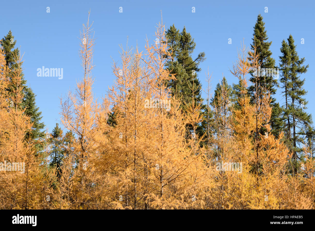 Tamarack (Larix laricina) and Black Spruce (Picea mariana) Forest Stock Photo