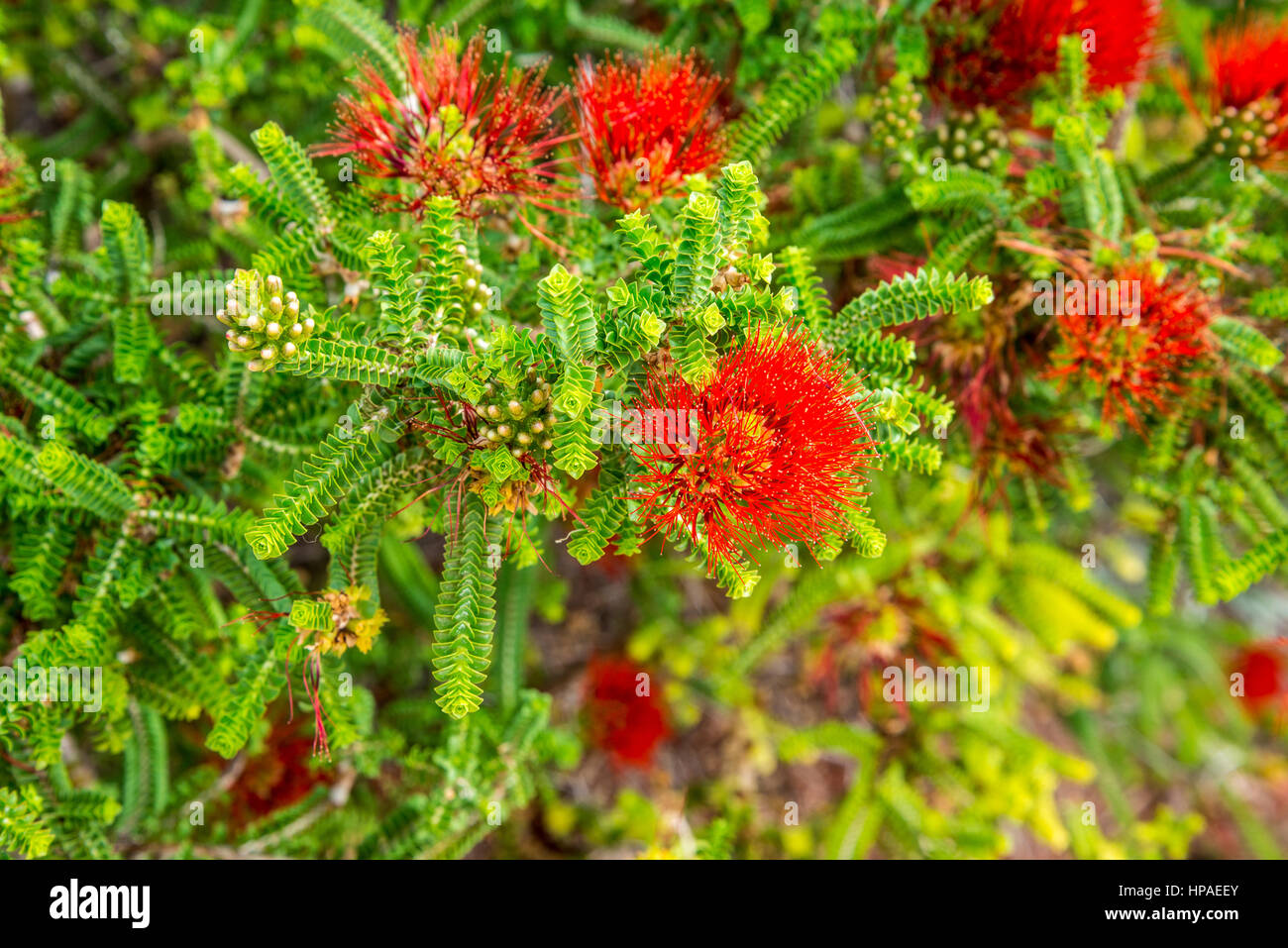 Sand Bottlebrush red flower (Beaufortia Squarrosa) in Kings Park and Botanical Gardens, Perth, Western Australia Stock Photo