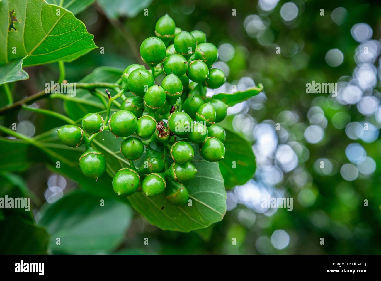 Xonim Sonya Young Rus bekasi qulini qattiq jazolaydi