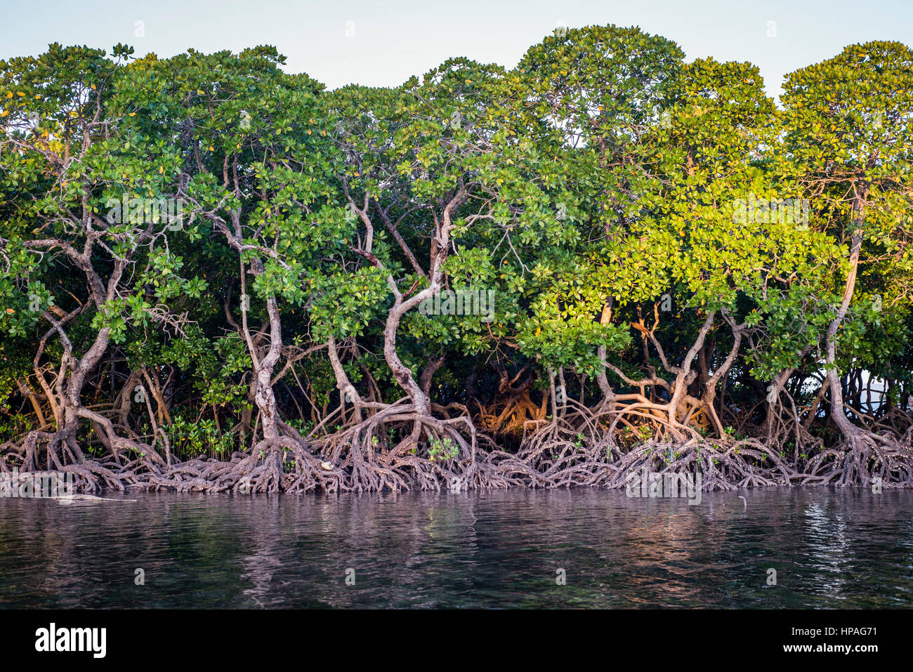 Mangroves on Tumbatu island near Zanzibar, Tanzania Stock Photo Alamy