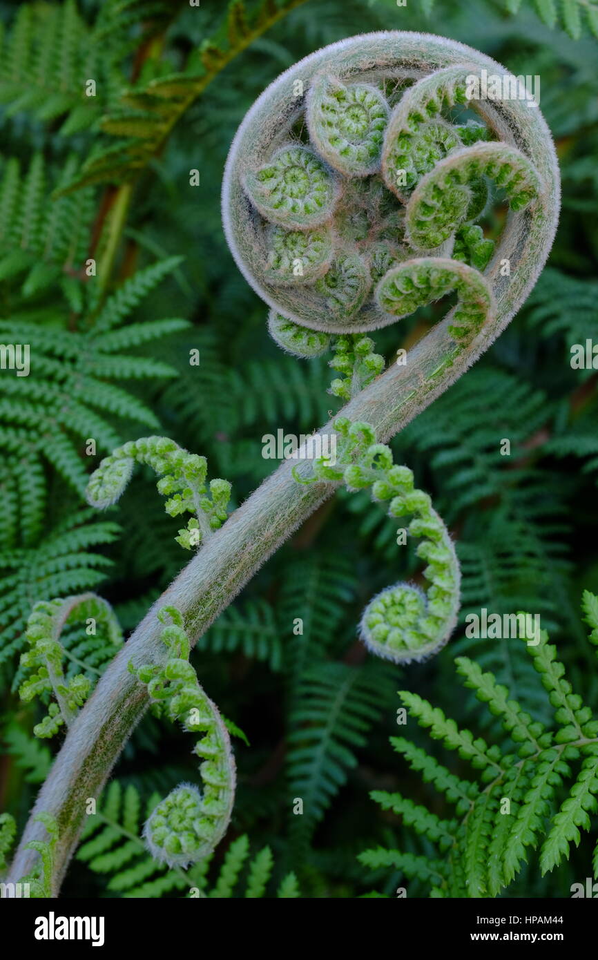 Spiral fern frond Stock Photo
