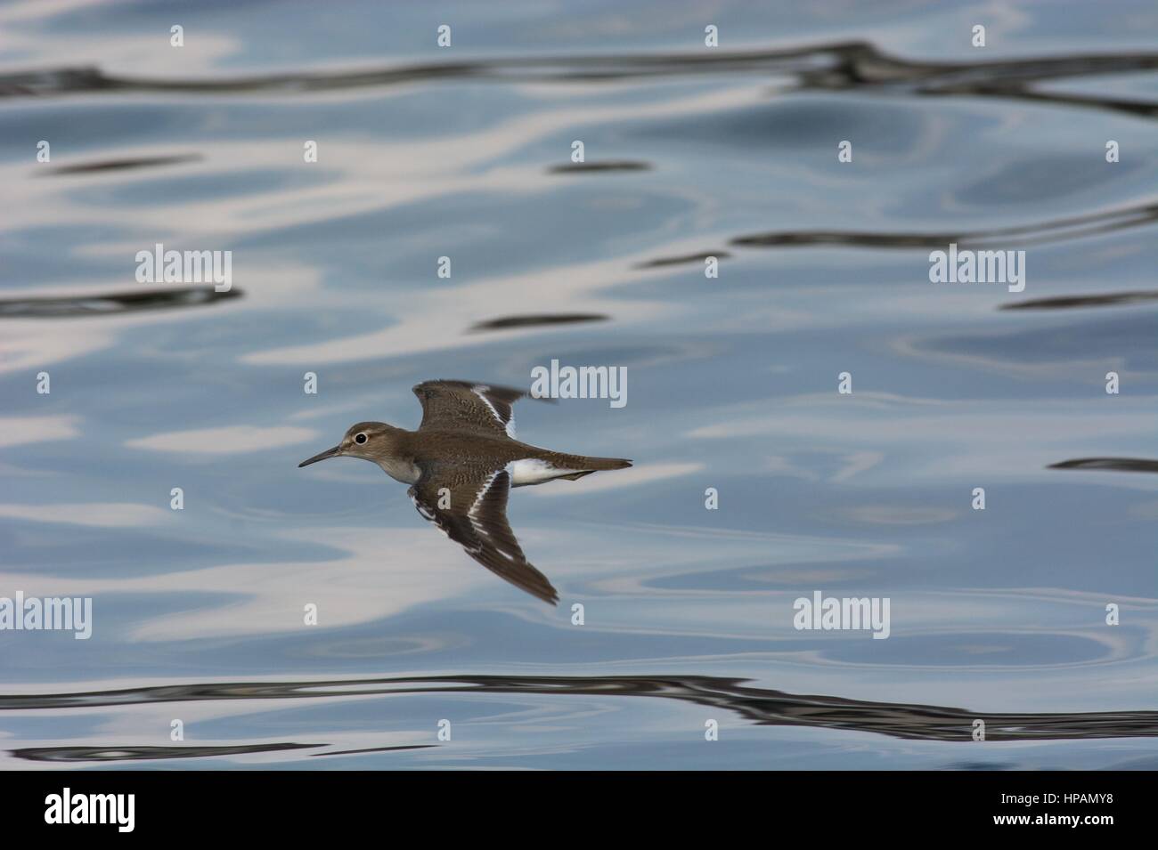 Upperside view of a common sandpiper - Actitis hypoleucos - with out-stretched wings flying low over water.  Abstract background ripples. Stock Photo