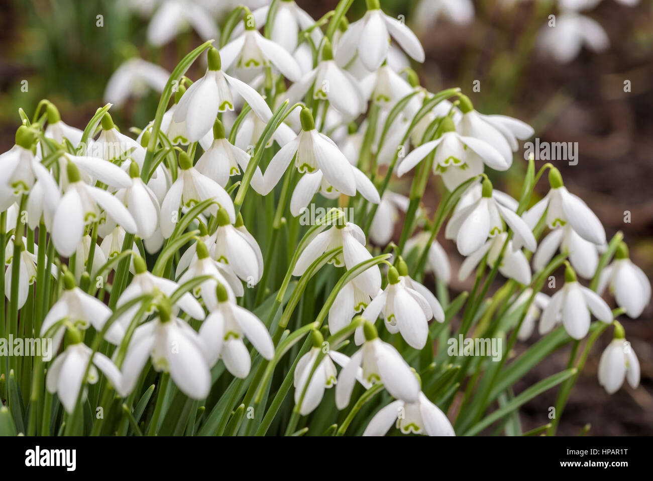 Clump of snowdrops Stock Photo