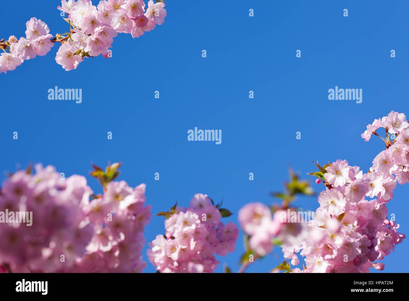 Pink cherry blossom background with blue sky in spring Stock Photo - Alamy