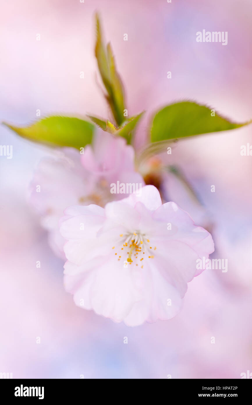 Bright pink cherry blossom in cherry tree in spring Stock Photo - Alamy