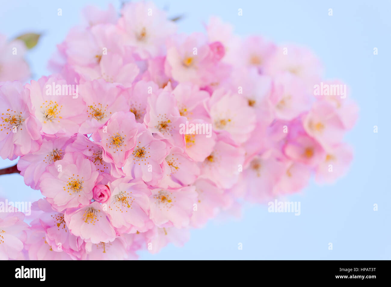 Pink cherry blossoms branch and light blue sky Stock Photo - Alamy