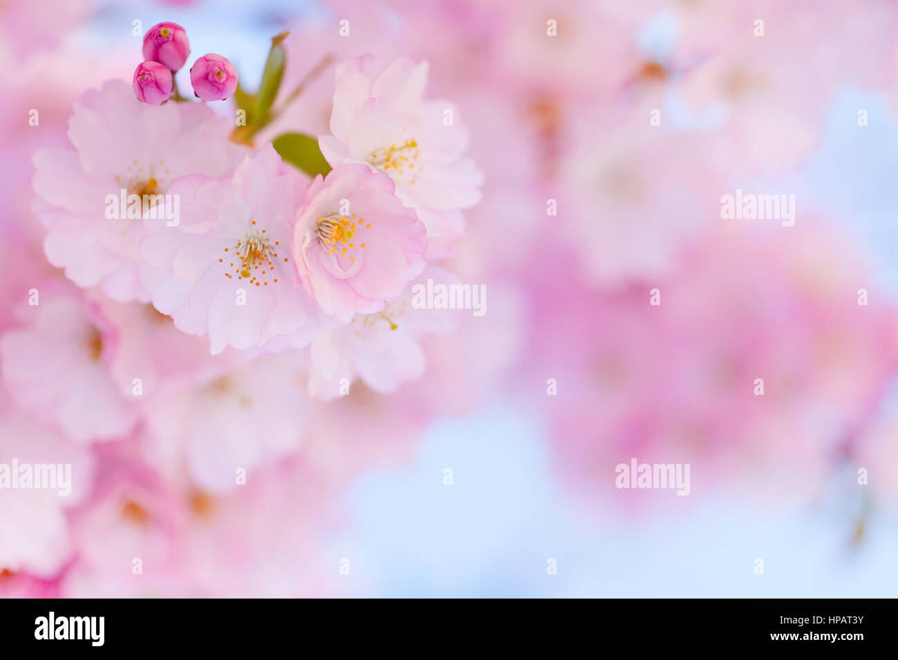 Bright pink cherry blossom background with light blue sky Stock Photo ...