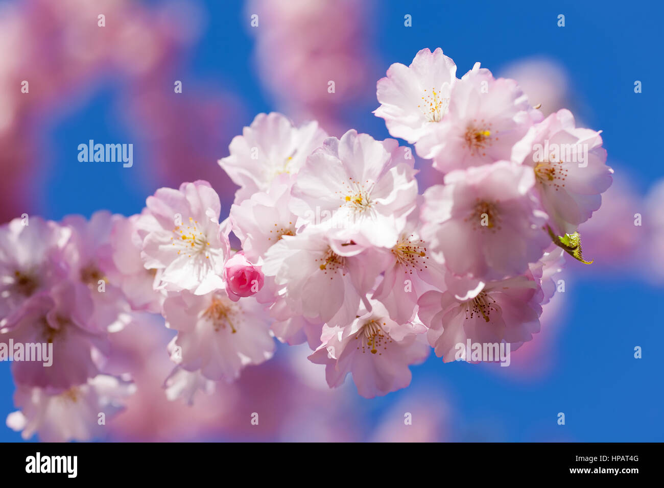Pink cherry blossoms in cherry tree with blue sky Stock Photo - Alamy