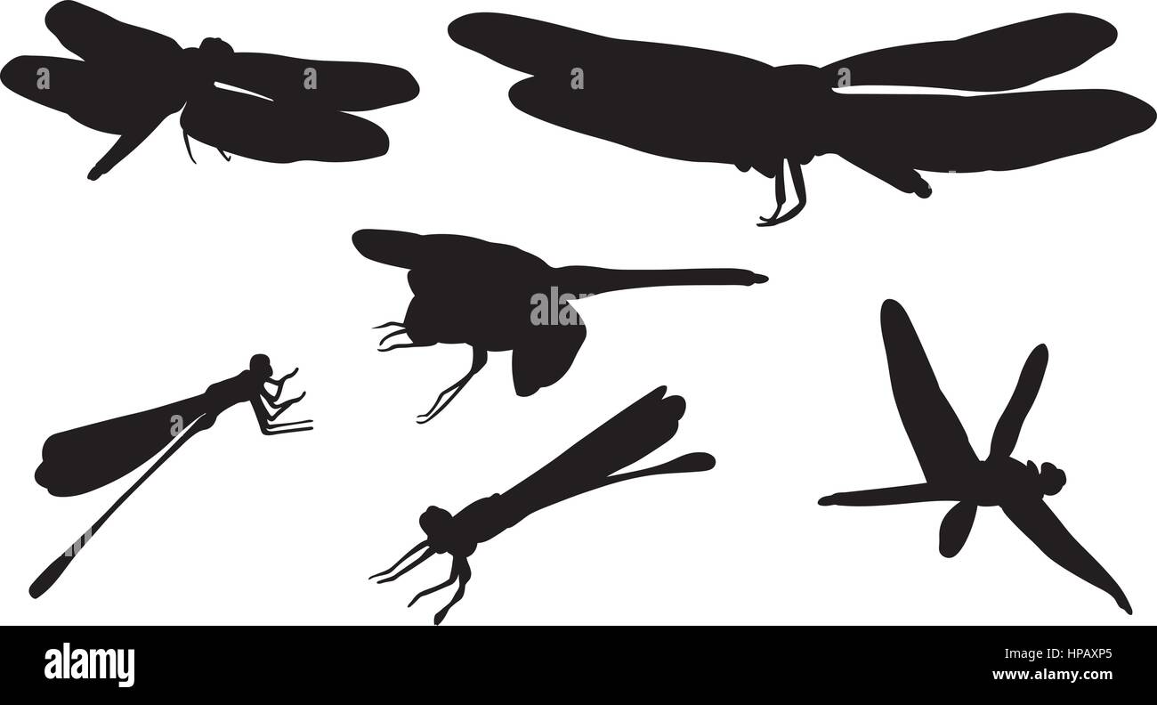 Set of different dragonflies isolated on white Stock Vector Image & Art ...