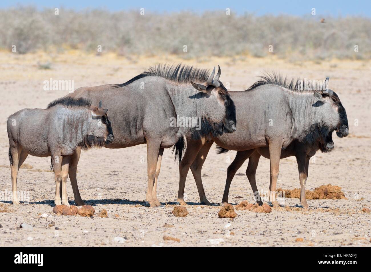 Blue wildebeests (Connochaetes taurinus), two adults and two young standing on arid ground, Etosha National Park, Namibia, Africa Stock Photo