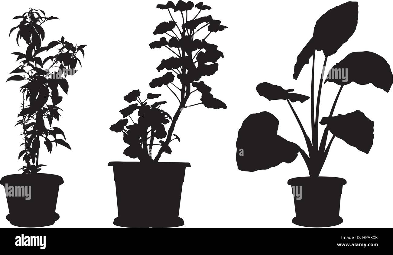 Set of different plants in pots isolated on white Stock Vector Image ...