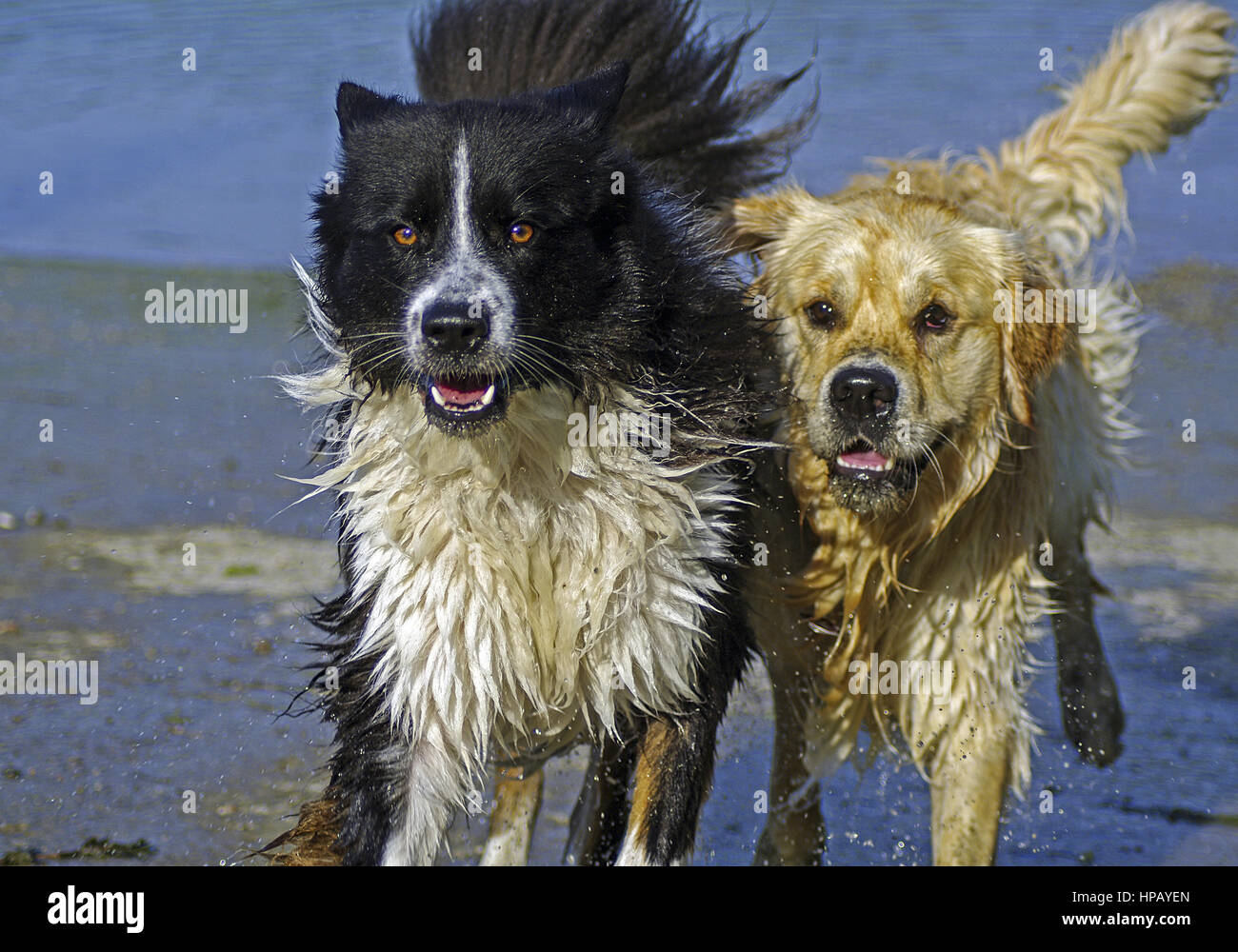 zwei Hunde springen durch Wasser Stock Photo