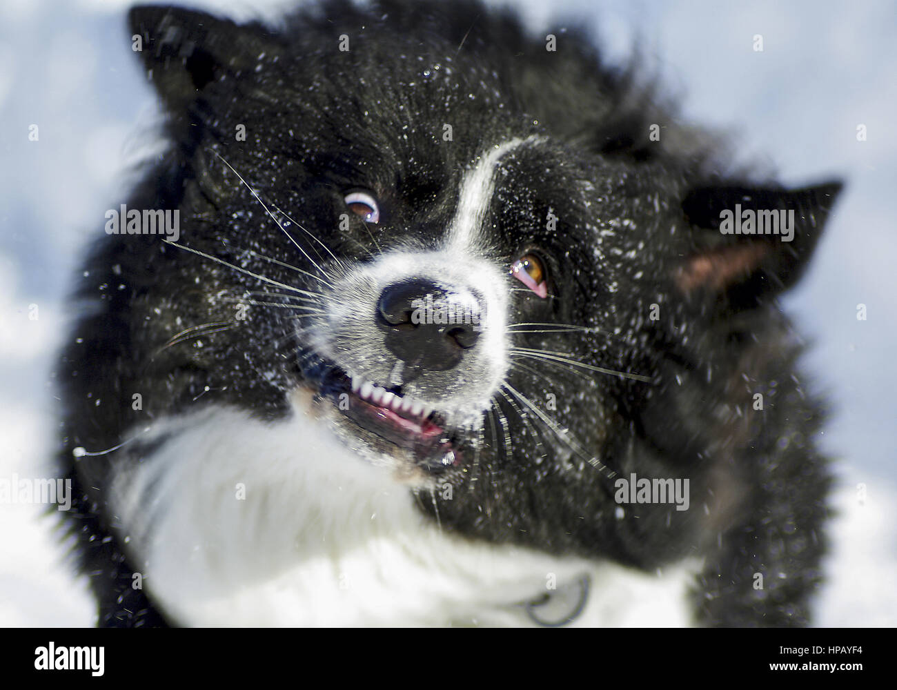 Hund schuettelt sich, Portraet Stock Photo