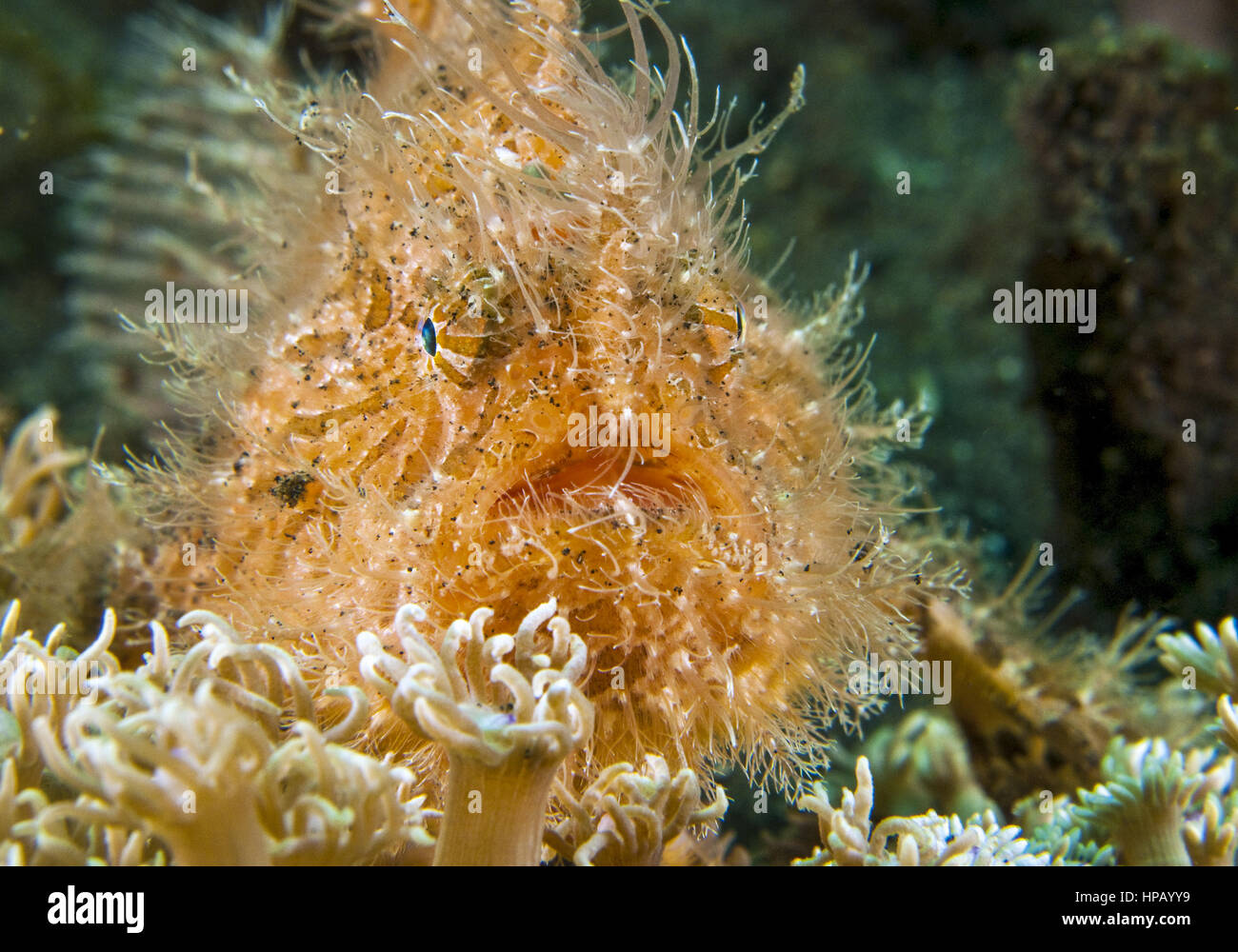 Harry Frogfish, Unterwasseraufnahme Stock Photo