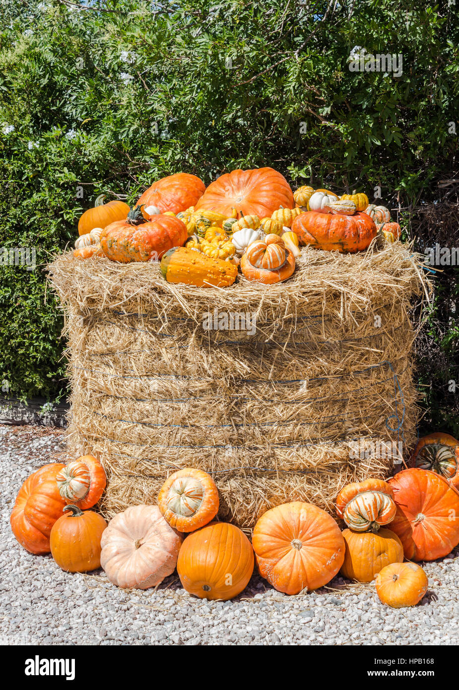 Harvest of pumpkins on straw bale Stock Photo - Alamy