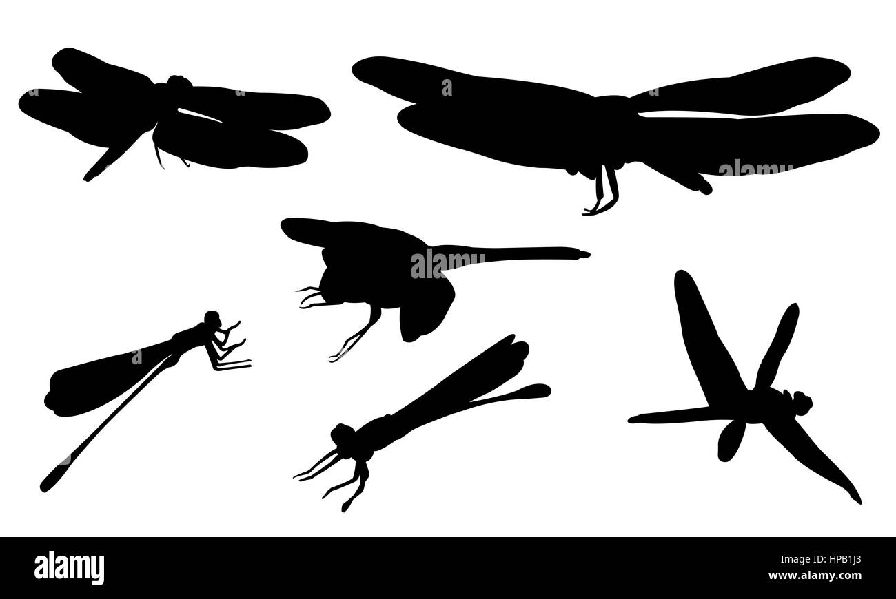 Set of different dragonflies isolated on white Stock Photo