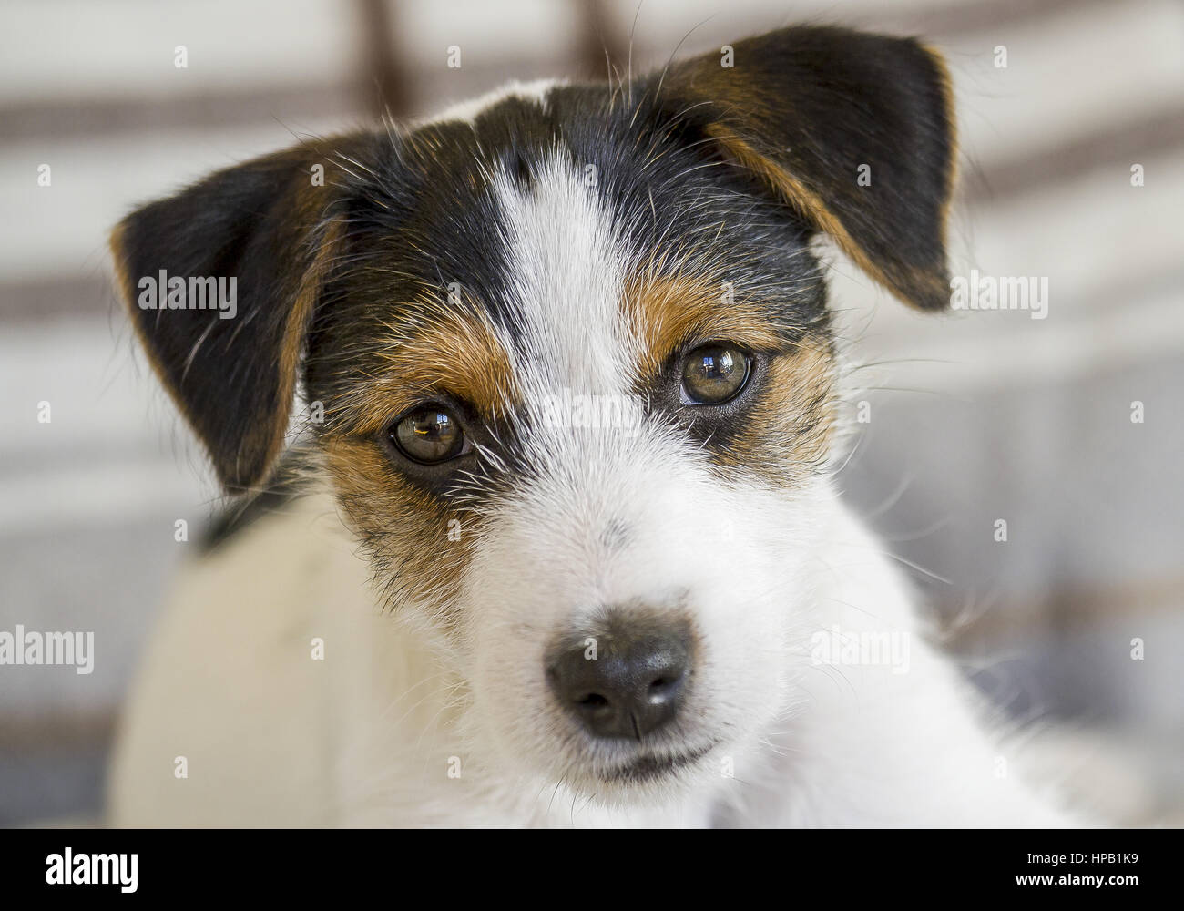 Jack Russell Terrier, Welpe, Portraet Stock Photo
