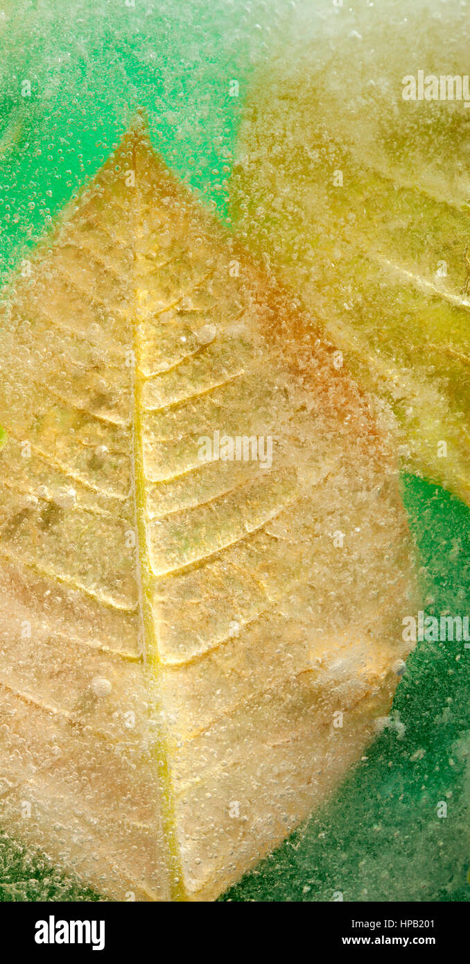 frozen flora natural background - yellow poinsettia leaves frozen into a block of ice, green background Stock Photo