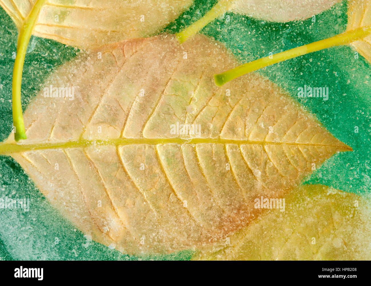 frozen flora natural background - yellow poinsettia leaves frozen into a block of ice, green background Stock Photo