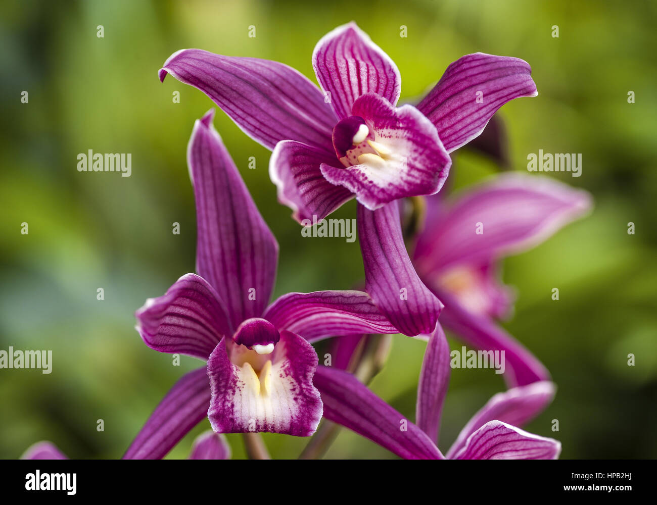 Orchieenblueten, Cymbidium Cultivar Stock Photo