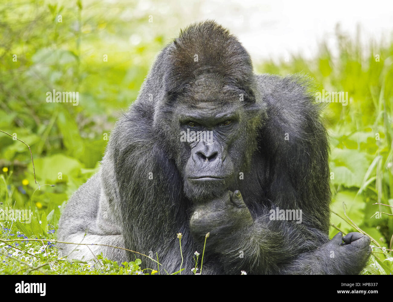 Maennlicher Gorilla, Silberruecken Stock Photo