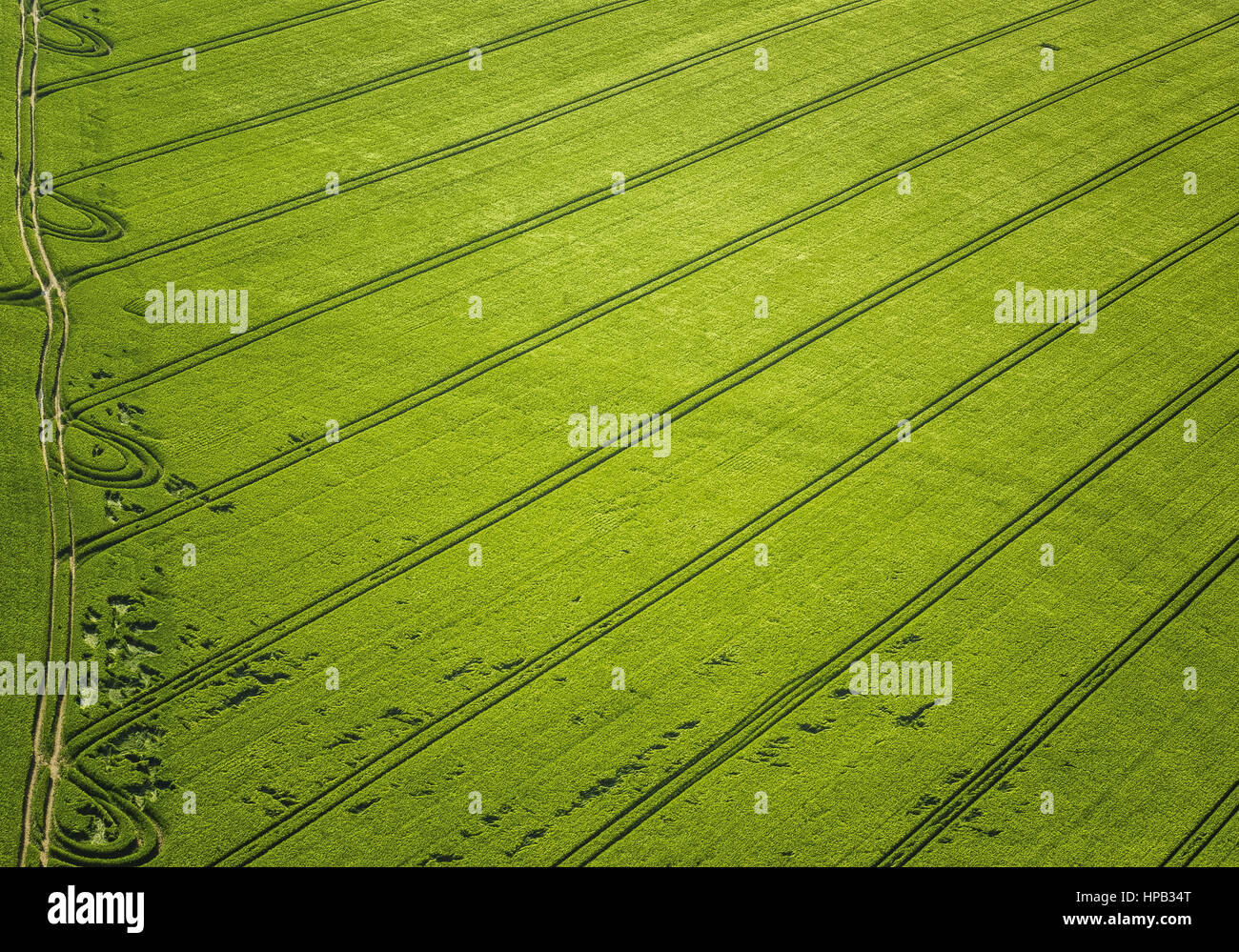 Getreidefeld im Fruehjahr, Luftaufnahme Stock Photo