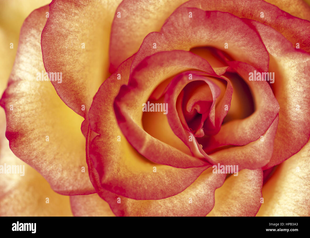 Nahaufnahme einer Rosenbluete Stock Photo