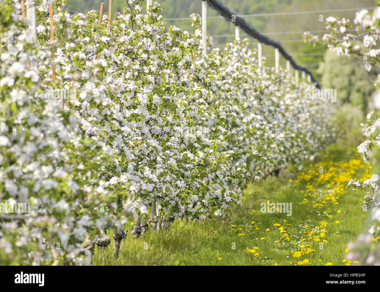 Apfelbaumplantage Stock Photo