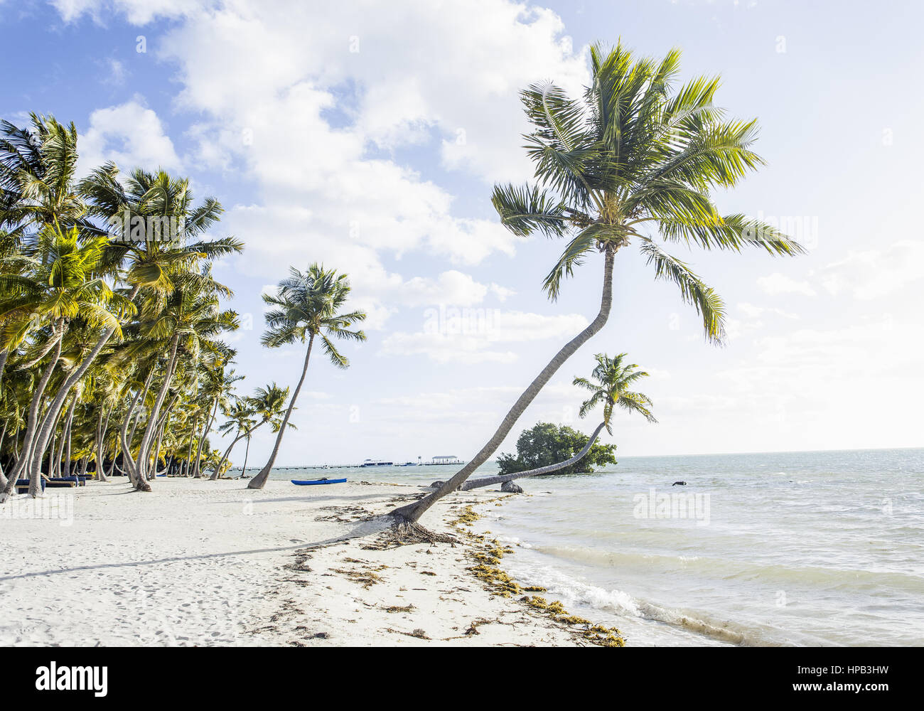 Strand mit Palmen in Florida, USA Stock Photo