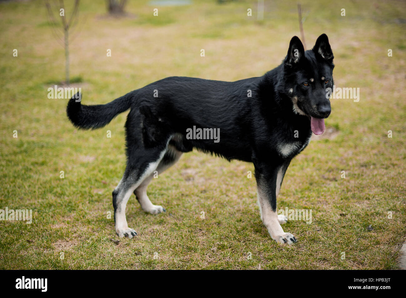 East european shepherd dog hi-res stock photography and images - Alamy
