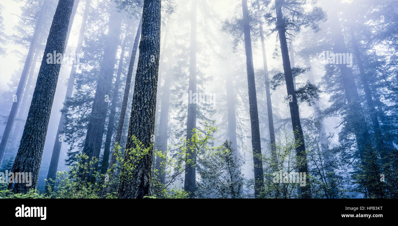 Redwood Nationalpark, Kalifornien, USA Stock Photo