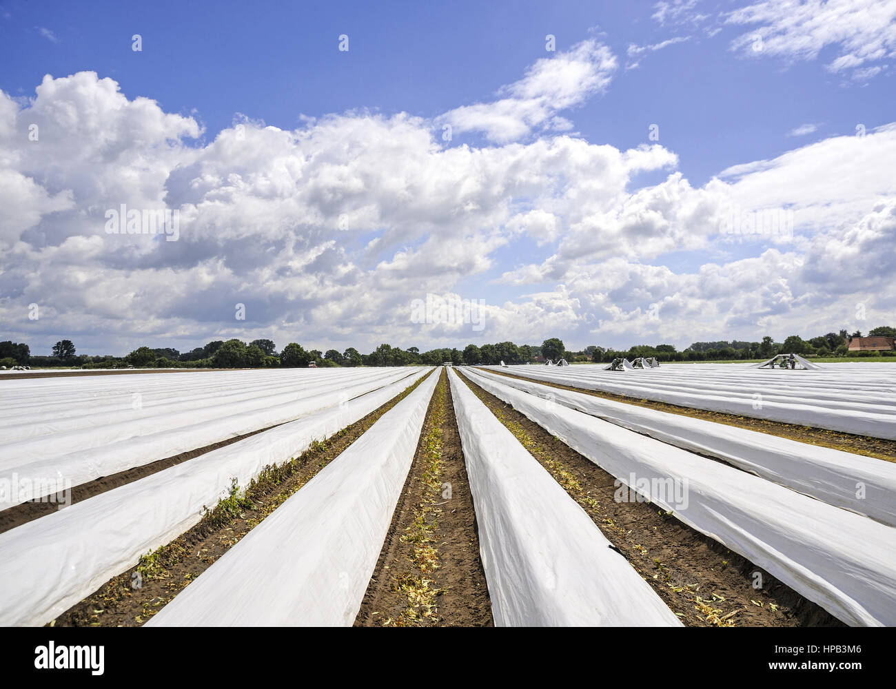 Spargelfeld mit Folien, Deutschland Stock Photo